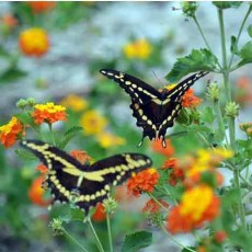 Where do Butterflies Go Swallowtail