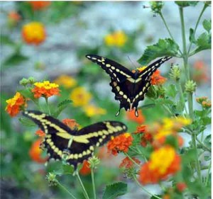 Where do Butterflies Go Swallowtail