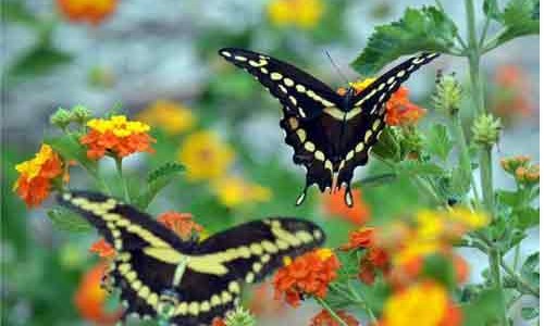 Where do Butterflies Go Swallowtail
