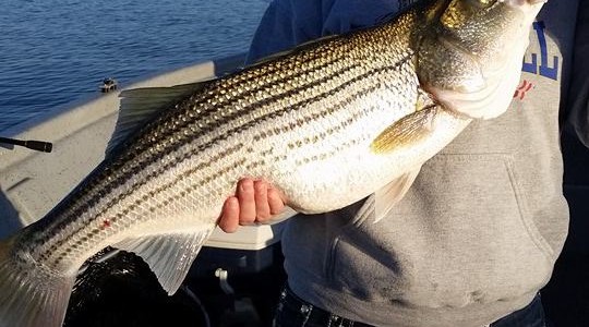 Lake Texoma Fishing Report March 2016 Crosswinds Guide Service 3-20-2016