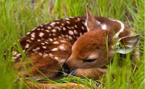 Leave That Wild Animal Alone, Experts Advise Leave That Wild Animal Alone - Fawn