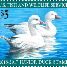 Federal Junior Duck Stamp Exhibit