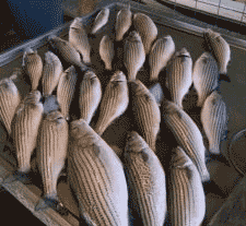 Striper Report Apr 20th – Windy and Cool.