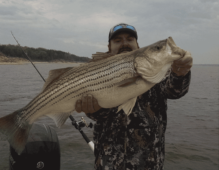 Big striped bass caught on Lake Texoma with Capt Steve Barnes Feb 2019