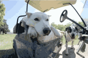 Dogs in golf cart ARFhouse golf tournament