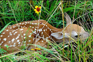 Fawn