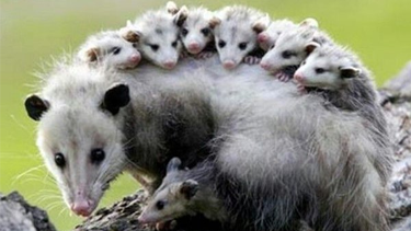 Possum and babies