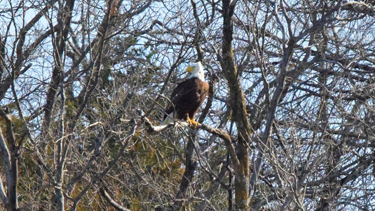 Eagle Watching Breakfast Cruise on Lake Texoma
