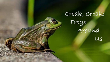 Frog sitting on rock