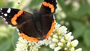 Photo of Red Admiral butterfly